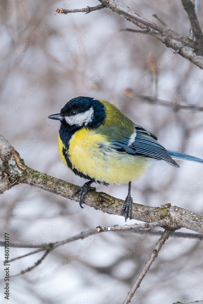 Obraz premium Cute bird Great tit, songbird sitting on a branch without leaves in the autumn or winter.