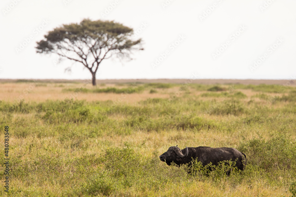Buffalo in the grass during safari in Serengeti National Park in Tanzani. Wilde nature of Africa. Beautiful single tree in background. - obrazy, fototapety, plakaty 