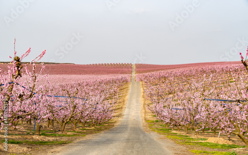 Spring flowering of peaches in the fruit fields in the village of Aitona, Lleida, Spain. photo