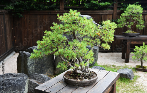 Siruwia, japanese garden, Karkonosze mountains, Jelenia Góra