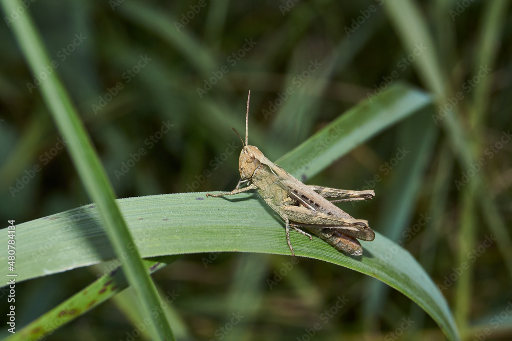 Locusts are sitting in the grass on the lawn. Locusts, acrides - several species of insects of the family of true locusts (Acrididae). Locusts are sitting in the grass on the lawn. Locusts, acrides - several species of insects of the family of true locusts (Acrididae).