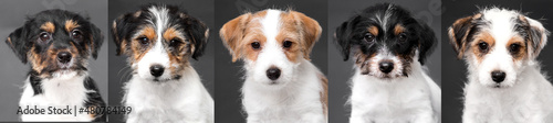 jack russell puppy looking