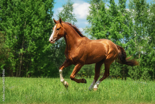Beautiful horse running in the field in summer. Don breed horse. Russian golden horse.