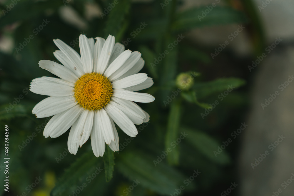 Fototapeta premium Daisy garden