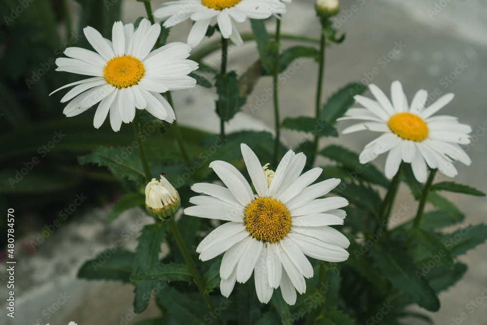 Fototapeta premium pretty daisies in a garden