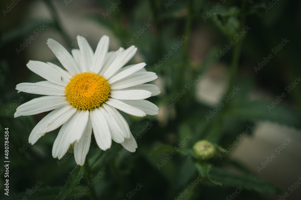 Obraz premium daisy flower