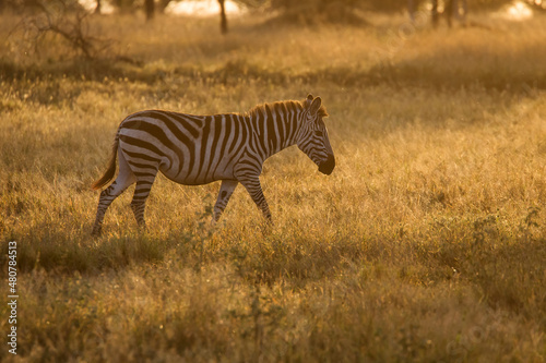 African zebras at beautiful landscape during sunrise safari in the Serengeti National Park. Tanzania. Wild nature of Africa..