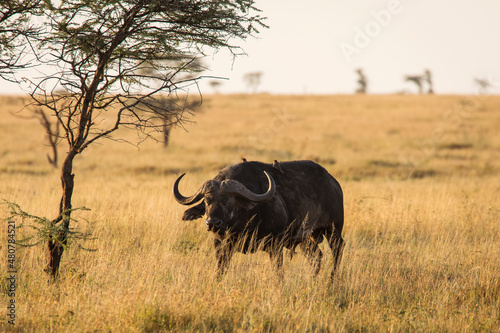 Buffalo in the grass during safari in Serengeti National Park in Tanzani. Wilde nature of Africa..