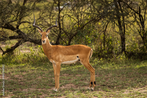 Fototapeta Naklejka Na Ścianę i Meble -  Closeup of Impala image taken on Safari located in the Serengeti, National park, Tanzania. Wild nature of Africa.