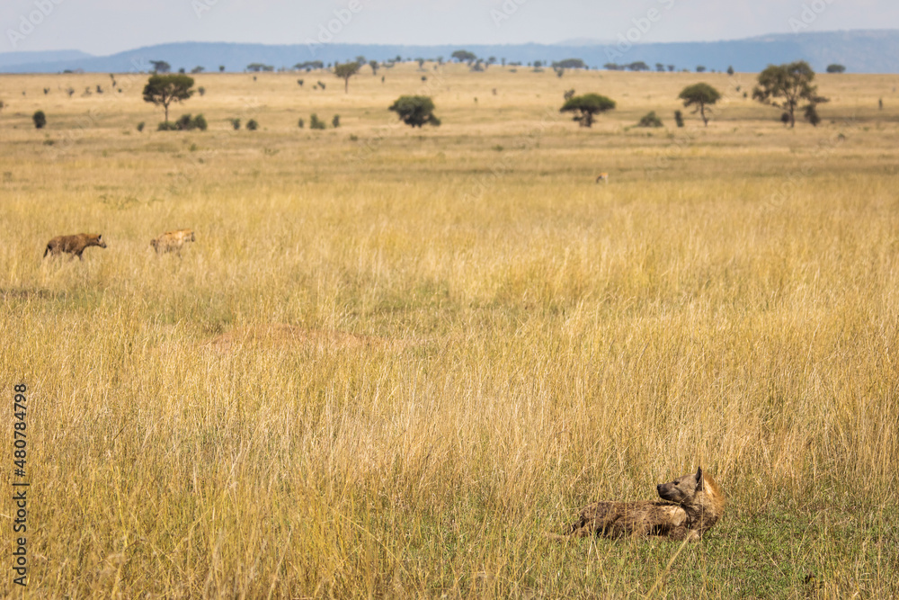 Hyena in the grass during safari in National Park of Serengeti, Tanzania. Wild nature of Africa.