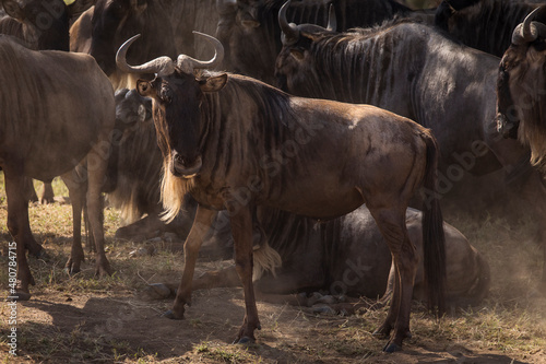 Photography Group of wildebeasts during safari in National Park of Serengeti, Tanzania