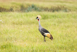 Grey crowned crane bird in the grass during safari in Ngorongoro National Park, Tanzania. Wild nature of africa.