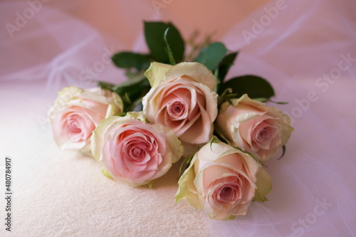 Beautiful background with pink rose 