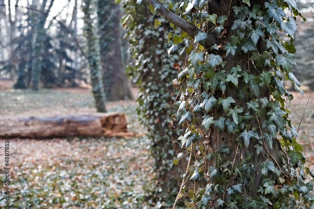 Fototapeta premium Ivy growing on trees