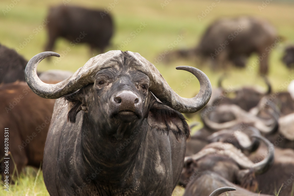 Naklejka premium Buffalo in the grass during safari in Serengeti National Park in Tanzani. Wilde nature of Africa.