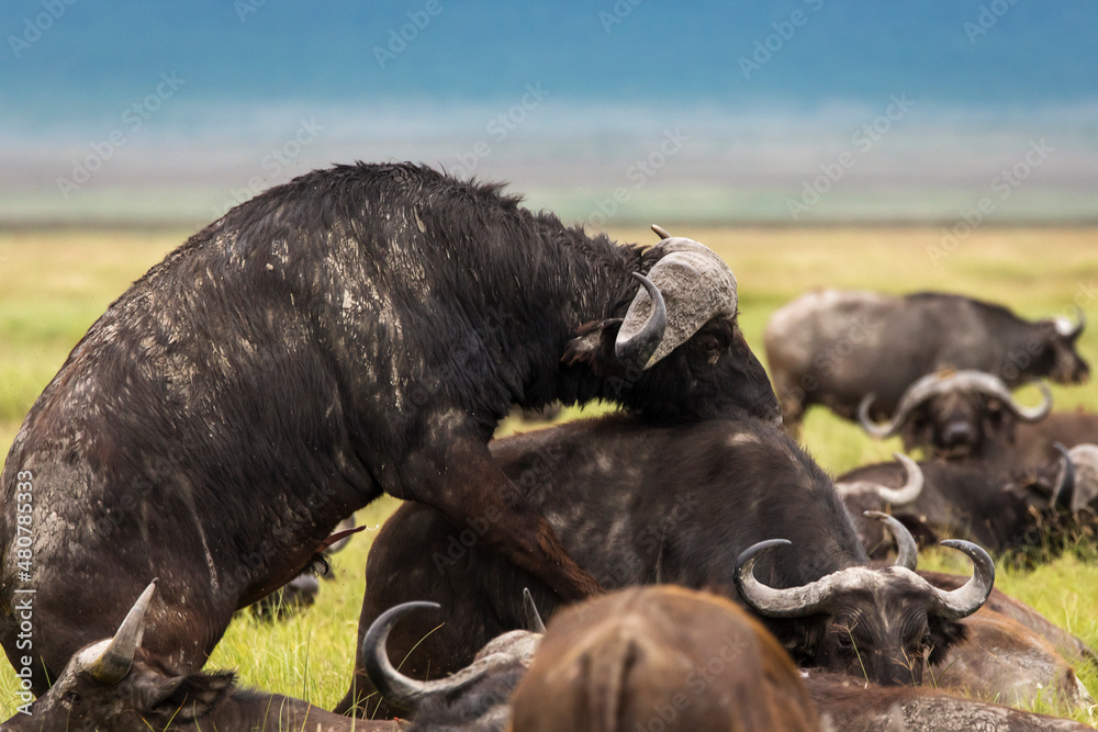 Buffalo in the grass during safari in Serengeti National Park in Tanzani. Wilde nature of Africa. Buffalo in the grass during safari in Serengeti National Park in Tanzani. Wilde nature of Africa.