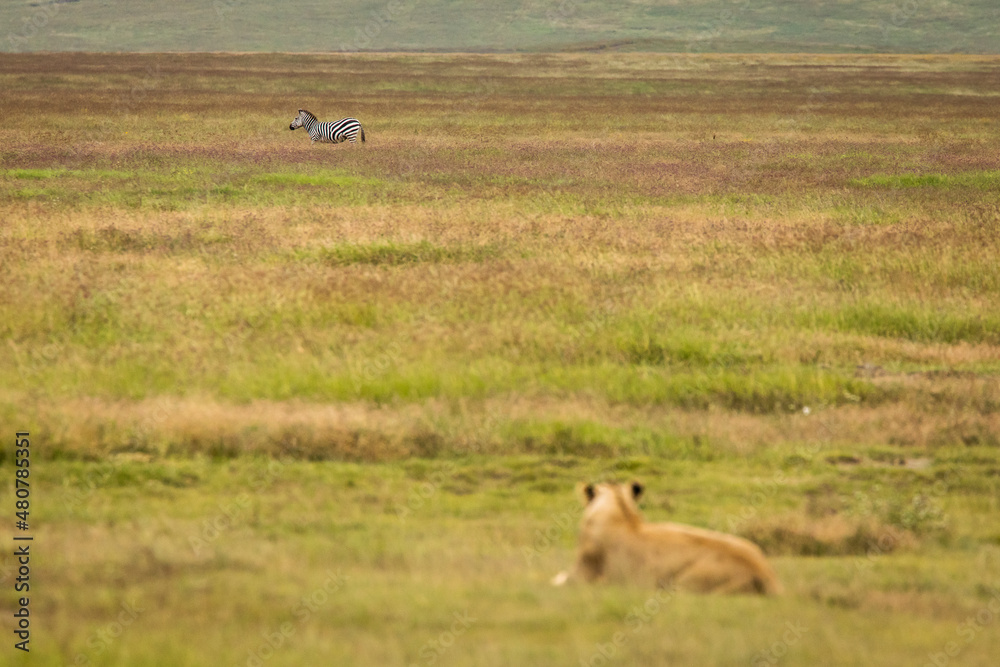 Lioness resting in the grass during safari in Ngorongoro National Park, Tanzania. Wild nature of Africa.. Lioness resting in the grass during safari in Ngorongoro National Park, Tanzania. Wild nature of Africa..