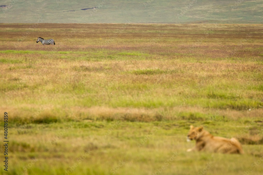 Lioness resting in the grass during safari in Ngorongoro National Park, Tanzania. Wild nature of Africa.. Lioness resting in the grass during safari in Ngorongoro National Park, Tanzania. Wild nature of Africa..