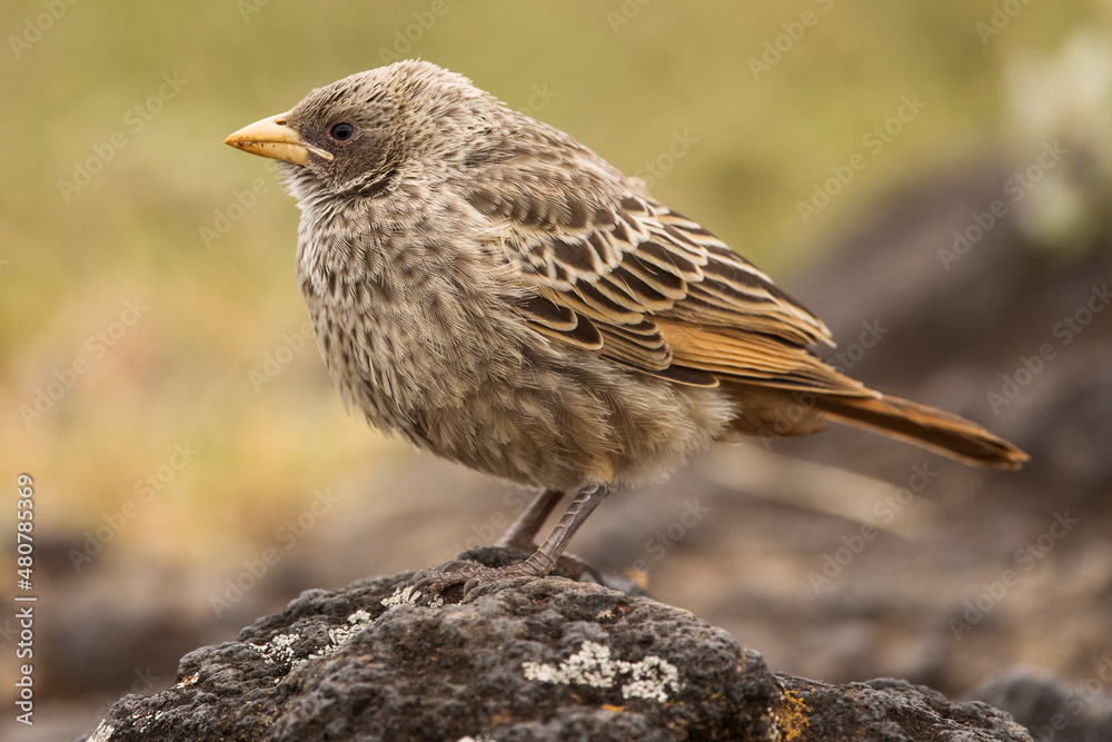 Rufous- Tailed Weaver in Ngorongoro national park Tanzania. Wild nature of Africa. Rufous- Tailed Weaver in Ngorongoro national park Tanzania. Wild nature of Africa.