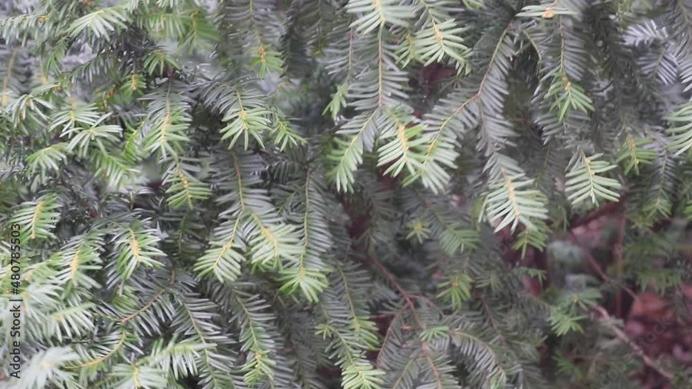 Spruce. Coniferous tree branches in the wind Spruce. Coniferous tree branches in the wind