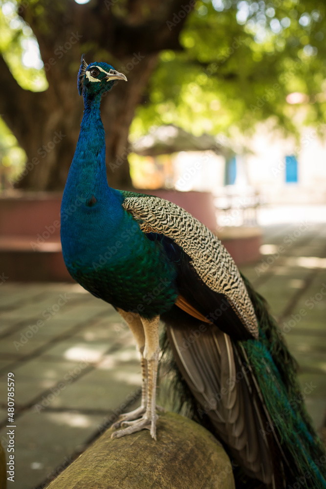 Close-up of a beautiful and colorful peacock in Zanzibar, Tanzania Close-up of a beautiful and colorful peacock in Zanzibar, Tanzania