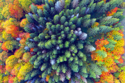 Autumn forest in the Carpathians, copter. © panaramka