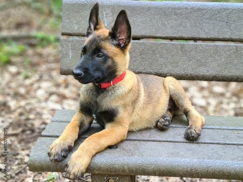 CHIOT BERGER BELGE MALINOIS