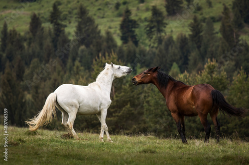 Fototapeta Naklejka Na Ścianę i Meble -  Beautiful two horses playing on a green landscape with fir trees in background. Comanesti, Romania.