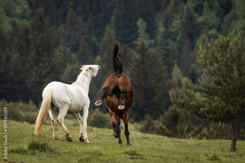 Beautiful two horses playing on a green landscape with fir trees in background. Comanesti, Romania.