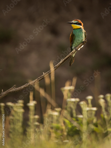 Beautiful and colourful bee eater on the stick with doph background