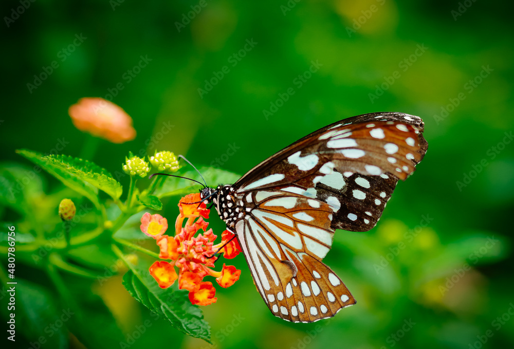 Closeup butterfly on flower (Common tiger butterfly) Closeup butterfly on flower (Common tiger butterfly)