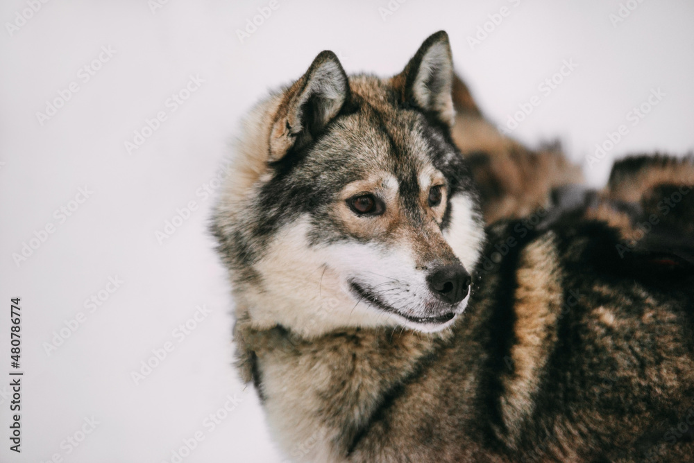 Close-up portrait of a husky in winter. The dog is man's best friend. Working dog. Protection, care, work. High quality photo