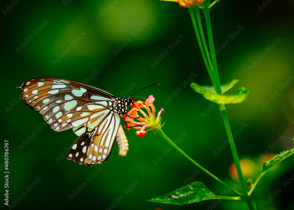 Obraz premium Closeup butterfly on flower (Common tiger butterfly)