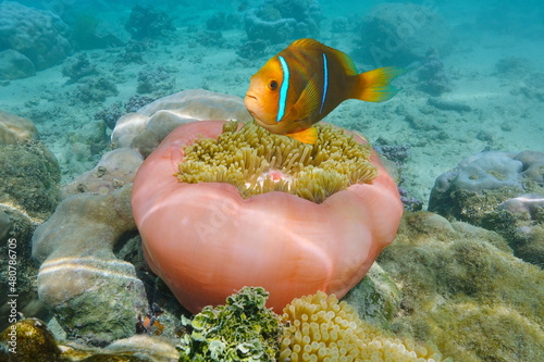Anemonefish with sea anemone in the ocean (Amphiprion chrysopterus and Heteractis magnifica), south Pacific, French Polynesia photo
