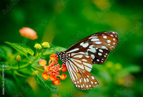 Closeup butterfly on flower (Common tiger butterfly) © Tosdy Prince Shutte