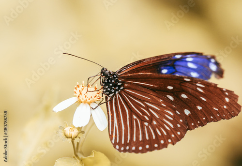 Closeup butterfly on flower (Common tiger butterfly)