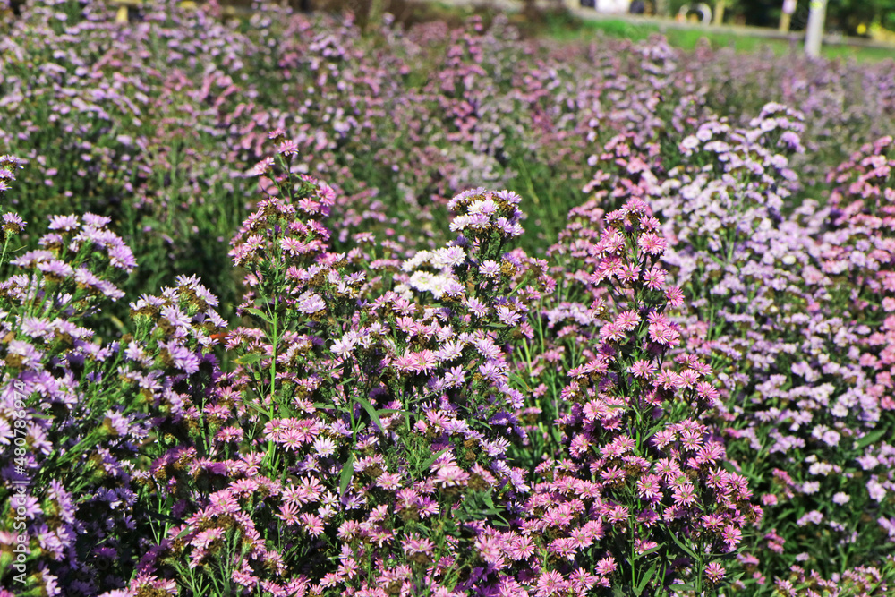 Margaret flower field in the garden of Thailand