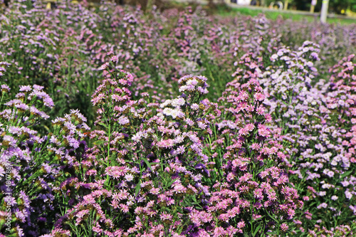 Margaret flower field in the garden of Thailand