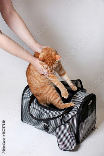 Woman puts a red domestic cat into a textile travel bag. White background photo