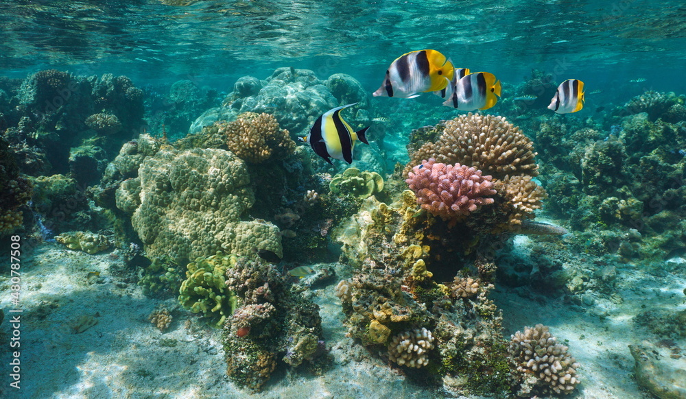 Coral reef with tropical fish in the ocean, shallow underwater seascape