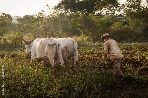 Farmer man working on tobacco field in Vinales with two bulls in a beatiful light of a morning. Vinales, Cuba photo