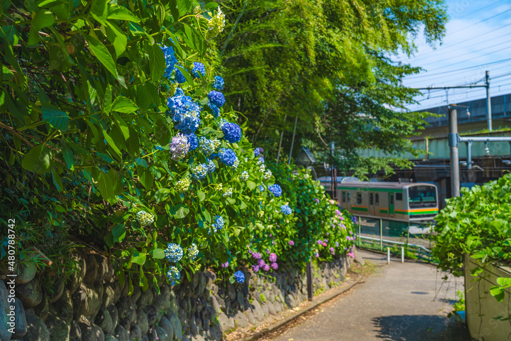 東京の都市風景 紫陽花が咲く飛鳥の小径 初夏の風景