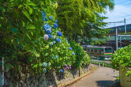 東京の都市風景 紫陽花が咲く飛鳥の小径 初夏の風景 © AKI
