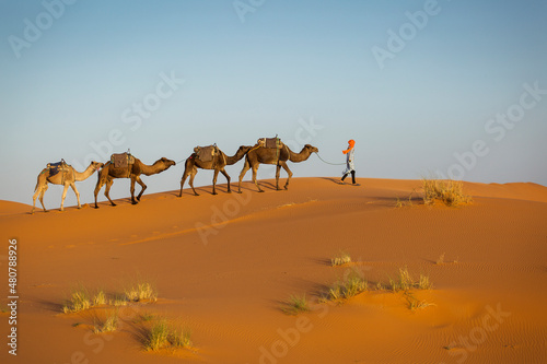 Camels caravan in the dessert of Sahara with beautiful dunes in background. Morocco