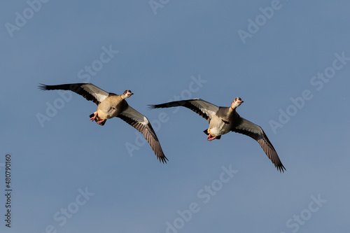Egyptian goose (Alopochen aegyptiaca). Birds in its natural environment.