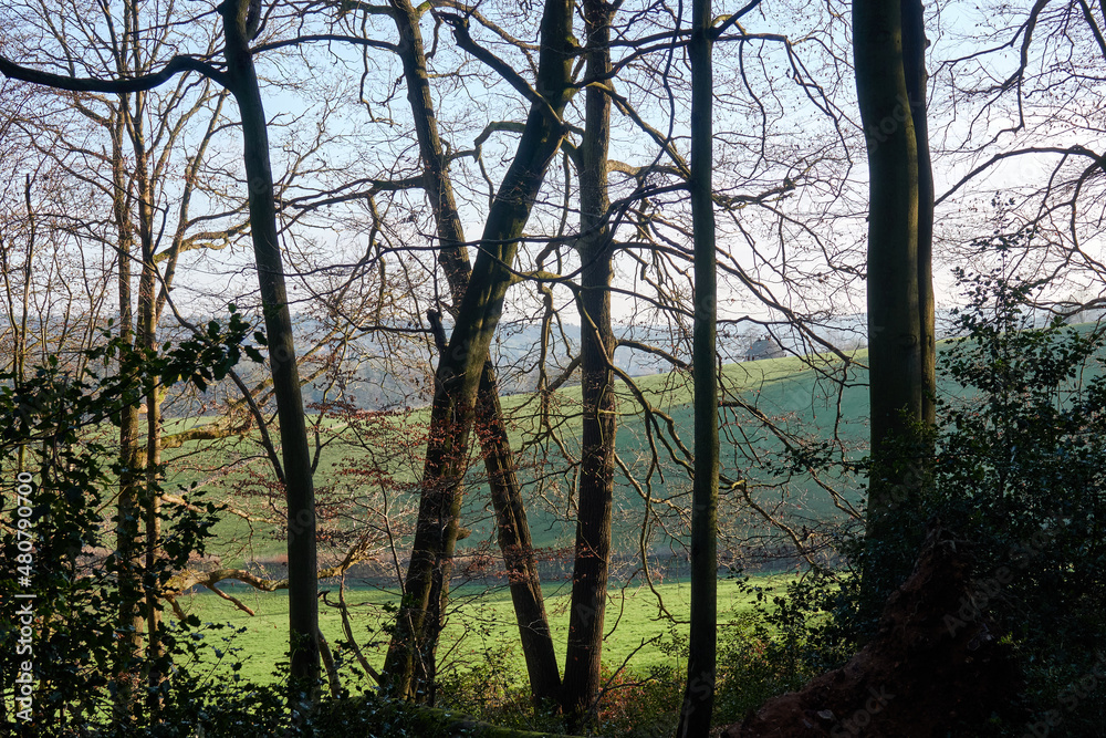 Naklejka premium Green fields and forest in a sunny day (England, Berkshire)