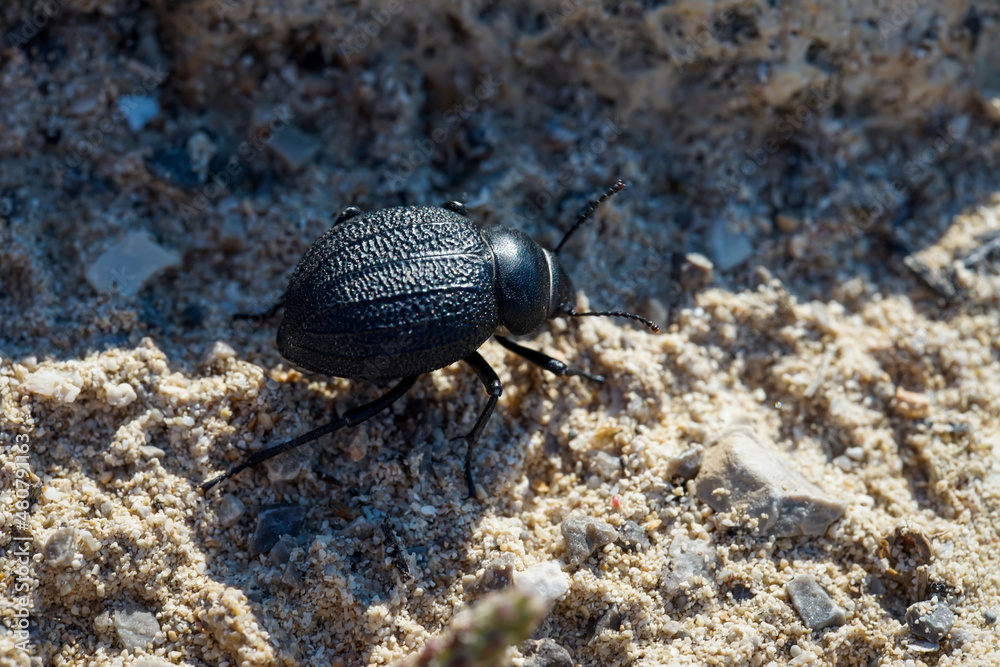 Ein dicker runder schwarzer Käfer im Sand. Nahaufnahme eines kleinen Käfers.
Ein dicker runder schwarzer Käfer im Sand. Nahaufnahme eines kleinen Käfers.