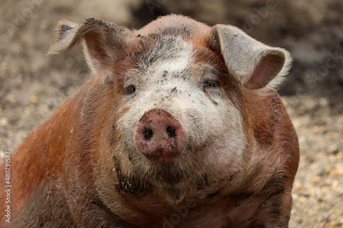 Large, healthy, Hereford heritage breed pig Fototapeta