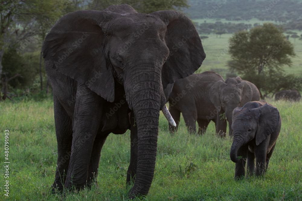 Obraz premium Old and young elephant