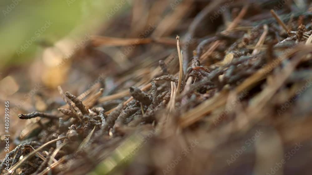 Insect ant crawling on ground in meditative autumn season woodland. Fall mood. Insect ant crawling on ground in meditative autumn season woodland. Fall mood.